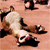 Animated sequence of a light-colored dog lying on a brown surface, shifting position with each frame.