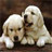 Two white fluffy dogs sitting side-by-side on a dark brown background with pixelated rendering and soft shadows.