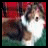 Animated sequence of a dog with brown, white, and black fur against red plaid background; text alternates between 'i', 'love', and 'colles' in pink font.
