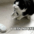 A black-and-white cat sits on a light surface with a white mouse, while blue text reads "No Questions Need Be Asked" against dark background.