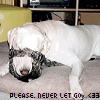A white dog with black facial markings lies on a light surface, head resting on a dark patterned object, with text at the bottom reading "PLEASE. NEVER LET GO. <33".
