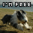 A dog lies on grass with a body of water in the background, under text reading "I'M FREE" that changes color across frames.