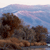 Pixelated landscape with brown tree silhouettes against a blue sky with pinkish clouds, rendered in low-resolution digital style.