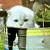 A 512x256 contact sheet showing two animated frames of a pixelated cartoon character with white fur and yellow accents on the left, next to green text reading "Original Icons .com" on a dark green background.