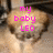 A four- shows a dog with pink text overlays; the right is blank