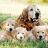 six dog images with one frame showing text at the bottom