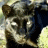 A pixelated image of a panther's face on the left and green text reading 'OriginalIcons.com' on the right against a dark background.