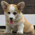 Six show a corgi dog in various poses with a purple text reading 'I ❤️ CORGIS' on the right