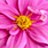 Pixelated flower with pink petals and a yellow center, rendered in low-resolution style.