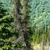 Pixelated static image of a tree with dense foliage against a light green and blue background.