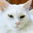 Four white cats with varying eye colors and ear details arranged in a 2x2 contact sheet of animated frames.