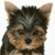 Pixelated close-up of a dog's face with brown and black fur, visible ears, and a neutral expression against a light background.