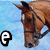 Brown horse head with bridle against light blue background, text below changes from 'e' to 'equ' to 'eque' to 'equh' across frames.