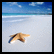 Animated beach scene with a starfish on sand transitioning to palm trees and ocean view.