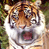 A 2x2 contact sheet of a tiger animation with two frames showing the tiger's mouth open and closed, alongside a blue background with "CoolBuddy.com" text.