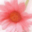 A 48x48 pixel animated buddy icon split into two frames showing a pink flower on the left and green text on a dark background on the right.