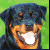 Pixelated close-up of a dog's face with dark blue fur, light brown muzzle, and white teeth against green background.