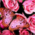 Animals icons for AIM, MSN, MySpace and Yahoo