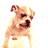 Animated contact sheet of a light brown dog with white markings in three distinct poses against a transparent background.