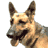 Pixelated close-up of a dog's head with upright ears, light brown and dark brown fur, black nose, and closed eyes against white background.
