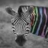 A zebra's head in grayscale with a rainbow-colored striped pattern on its right side, set against a blurred background.