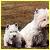 Pixelated image of a white animal with dark patches, possibly a dog or cat, standing against a brown and green background.