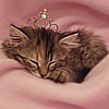 A sleeping tabby kitten with closed eyes rests on a soft pink fabric surface, its head slightly tilted.