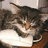 A cat with brown and white fur holds a white object while blue display pixelated text about loving mice and catching one