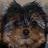 Pixelated close-up of a dog's face with dark fur on top and light brown fur below, showing a nose and eyes in low resolution.