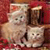 Two light-colored cats with dark eyes and noses sit side-by-side on a red patterned surface, one slightly behind the other.