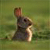 A pixelated rabbit icon with upright ears, dark eyes, and a light-colored body stands against a blurred green background.