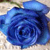 A static pixelated image of a blue rose with layered petals, set against a light beige background with faint green accents.