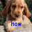 Two identical dogs with light brown fur and long ears, each holding a white object, with blue text below them reading 'how' and 'cute!' respectively.