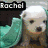 Four dog portraits arranged in a with names above each, static image showing distinct breeds and expressions