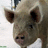 Pixelated pig image with pink and gray background containing red pixel text