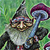 Fantasy icons for AIM, MSN, MySpace and Yahoo