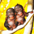 Three monkeys with brown fur sit closely together on a white curved surface against a bright yellow background.
