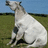 A pixelated static image shows a white horse with black patches standing in a grassy field under a blue sky.
