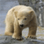 Animals icons for AIM, MSN, MySpace and Yahoo