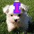 A white dog on green grass with purple text overlays reading 'I', 'Want', and 'Bella' in different positions across frames.