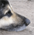 A pixelated close-up of a light-colored animal head with dark ears and a dark nose, positioned against a light gray background.