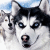 A 50x50 pixel buddy icon featuring a close-up of a husky dog's face on the left and the text "SNOW DOGS" in blue-and-white block letters on the right, displayed as a static contact sheet with two frames.