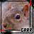 A static image of a squirrel's face with red and black border elements, featuring the text 'GRRR' at the bottom.
