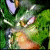 Green dragon-like creature with white horns and orange accents on its face, mouth open in a snarl.