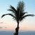Silhouette of a palm tree with multiple fronds against a gradient sky transitioning from light blue to peach and dark blue at the horizon.