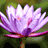 A 4-frame contact sheet of a purple water lily animation with text overlays reading FLOATING, WITHOUT, and PARTNER across the frames.