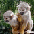 Two monkeys sit side-by-side on a branch against green foliage; the right monkey's head shifts slightly leftward across frames.