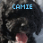 A pixelated dog with black fur and a pink tongue appears in , each displaying different text overlays