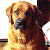A pixelated dog with light brown and dark brown fur sits against a white background, next to green text reading 'Original Icons .com' on a solid green backdrop.
