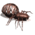 Animated brown spider with segmented body and eight legs, showing subtle motion across frames.